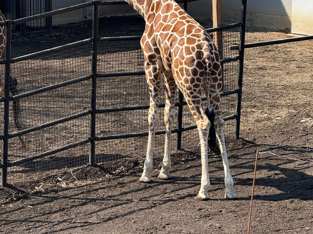Morioka Zoological Park-盛冈市必去景点