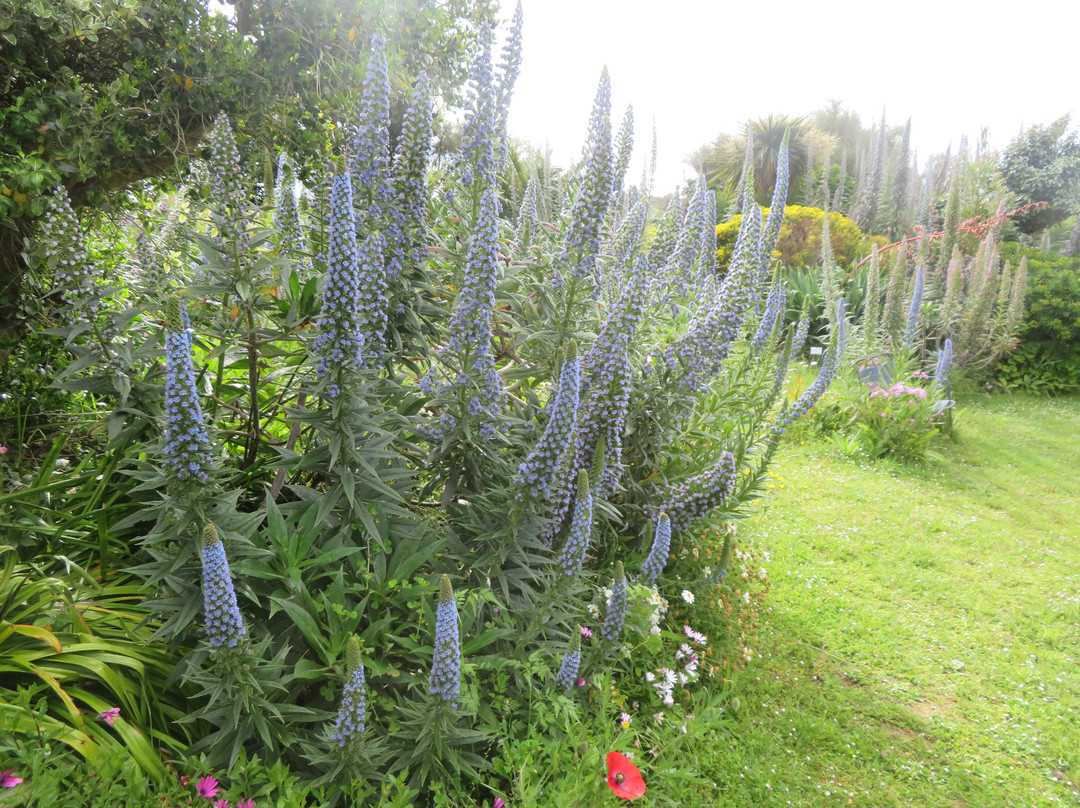 Jardin La Laurisylve景点图片