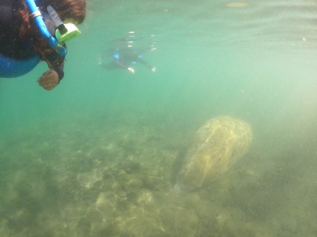 Manatees In Paradise-克里斯特尔里弗必去景点