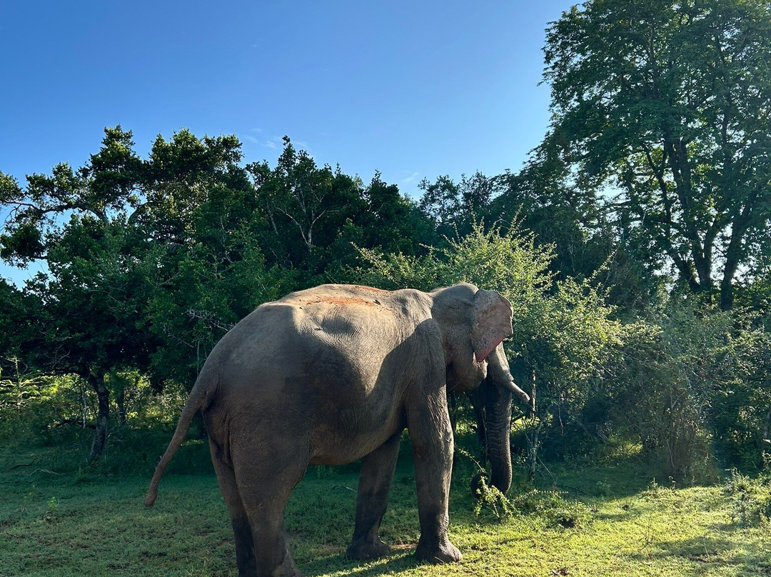 Macaw Holidays-科伦坡必去景点