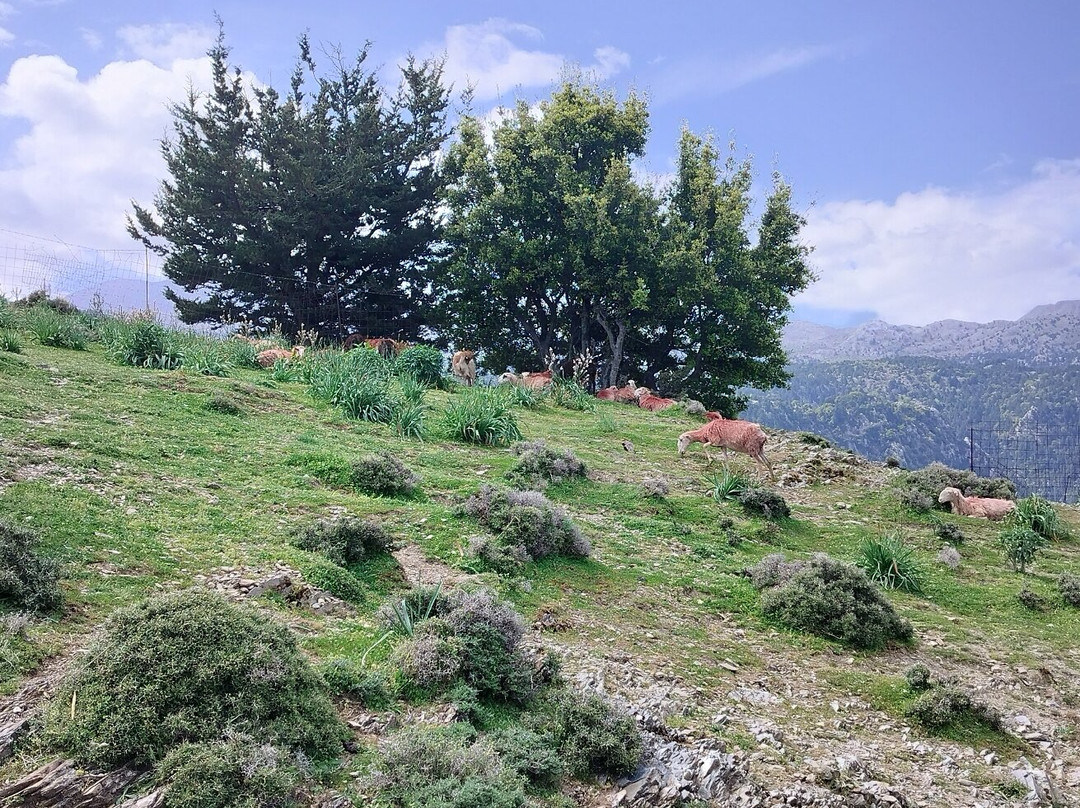 White Mountains (Lefka Ori)景点图片