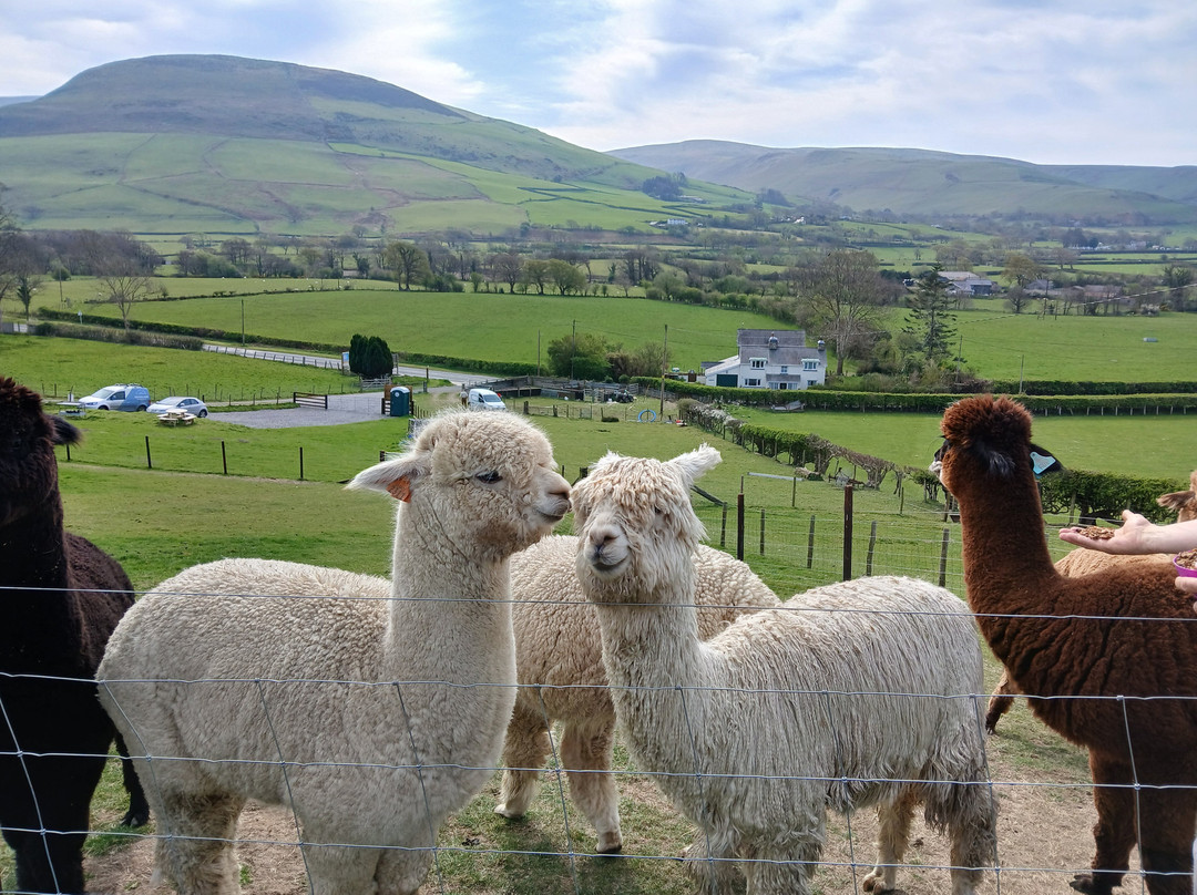Antur Alpaca At Geufron Farm景点图片