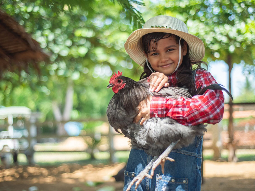 Green Me Organic Farm-呵叻必去景点