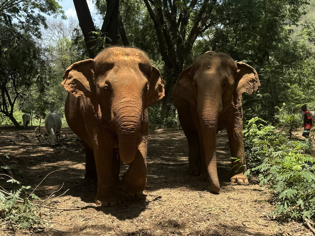 Care for Elephants-清迈必去景点
