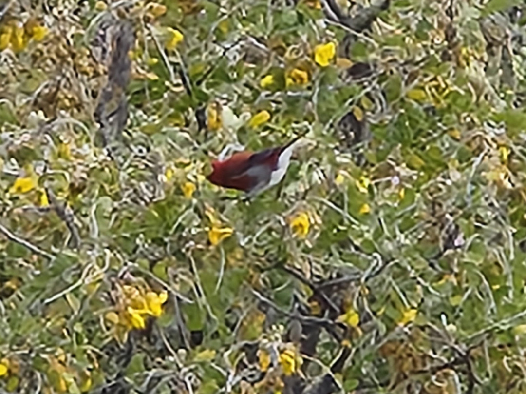 Hosmer's Grove-库拉必去景点