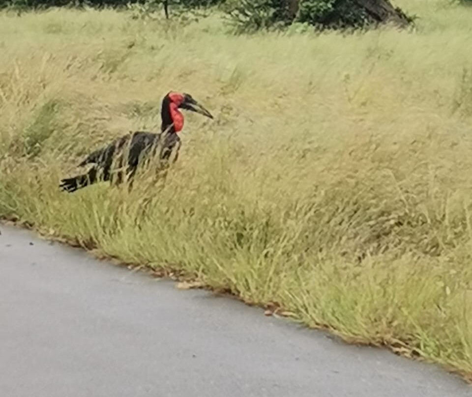 Lulu Safari's-伐拉博瓦必去景点
