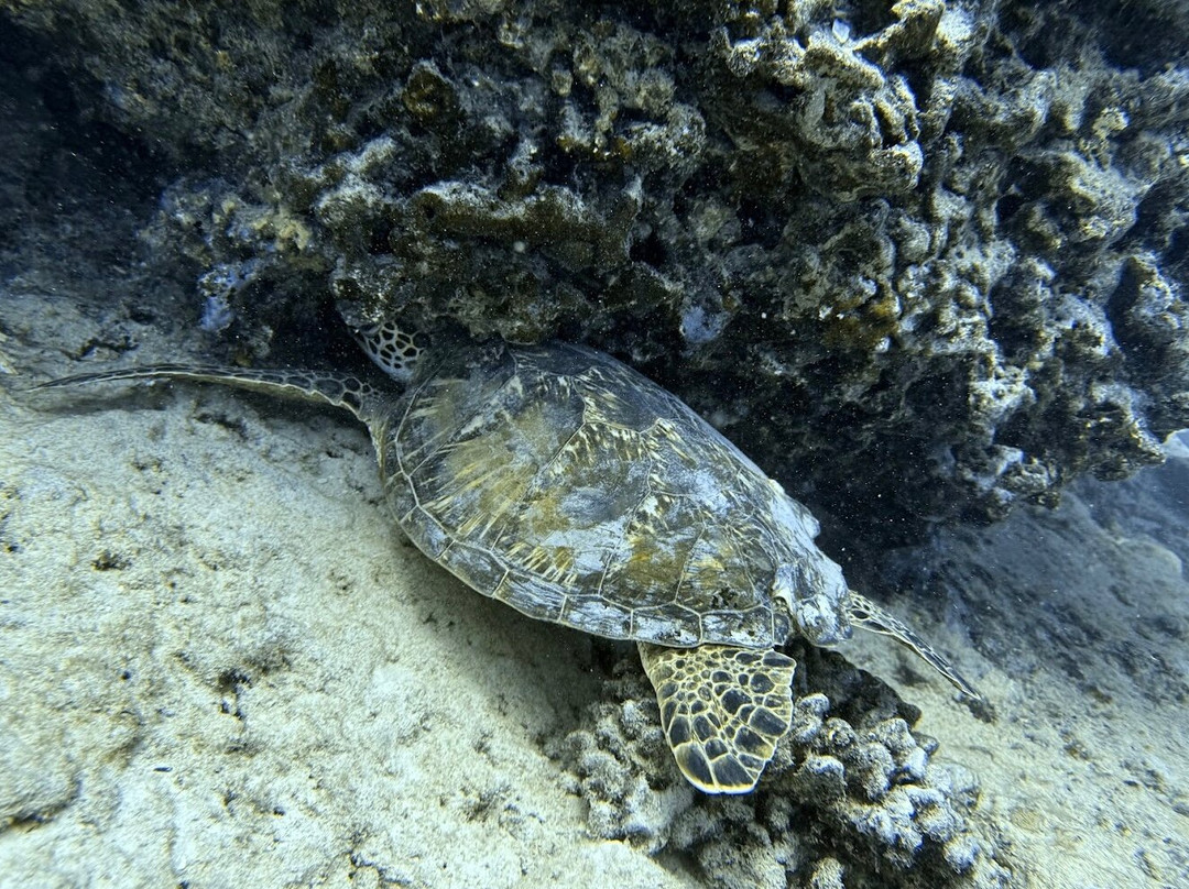 Sunshine Scuba-火奴鲁鲁必去景点