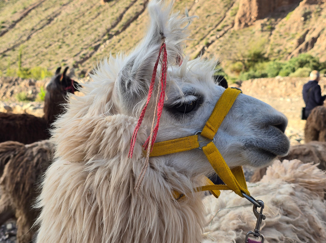 Caravana de Llamas-蒂尔卡拉必去景点