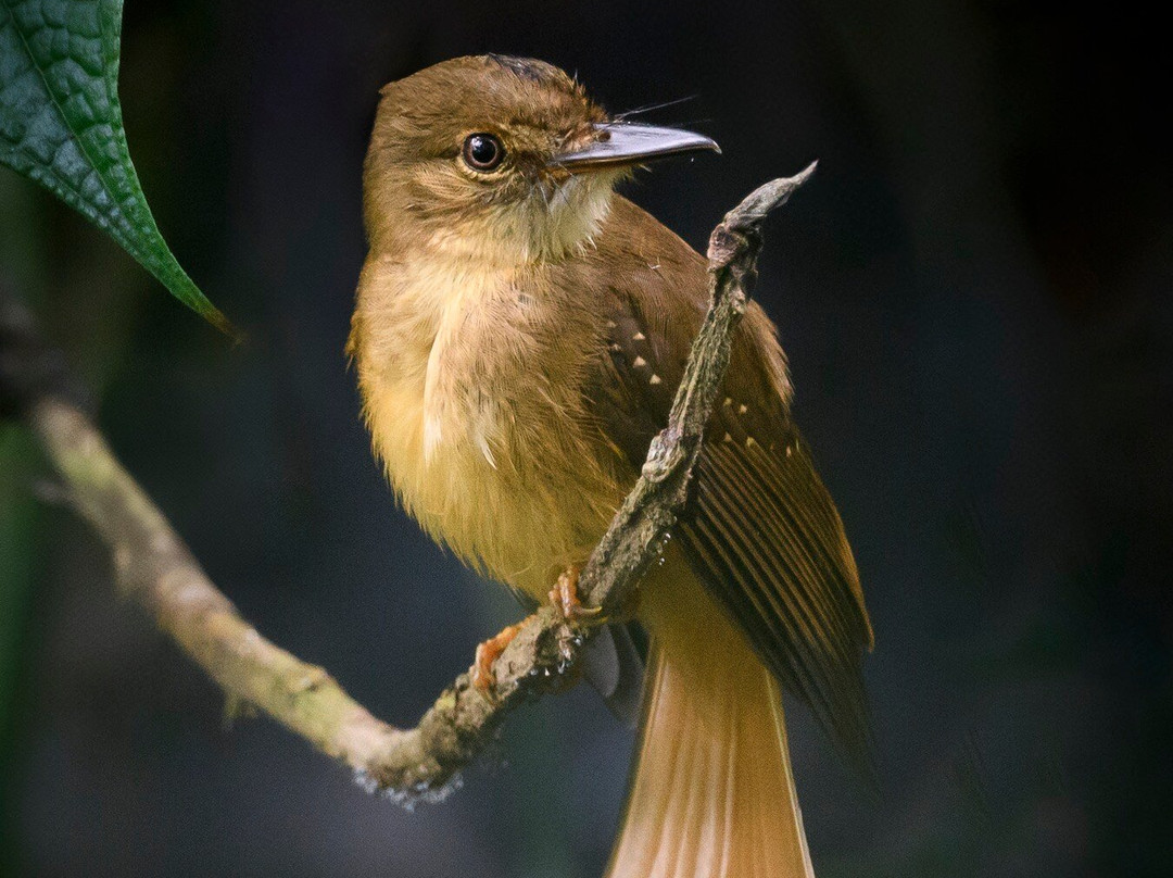 Geo Natura Tours-圣拉蒙必去景点