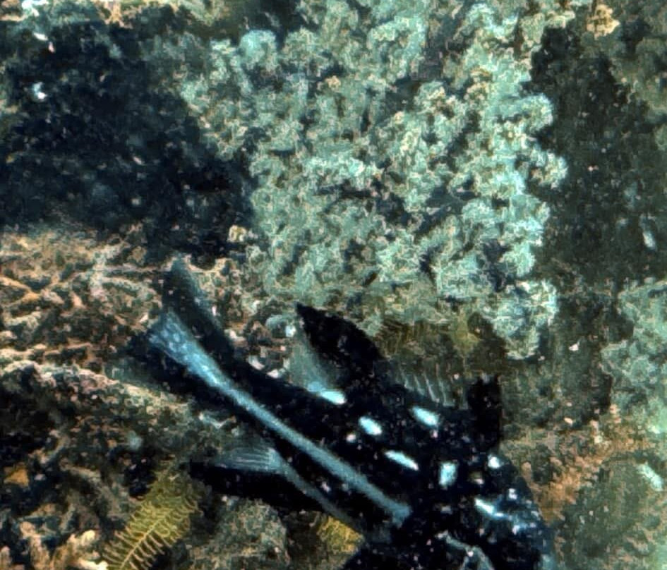Dive Concepts Pemuteran景点图片