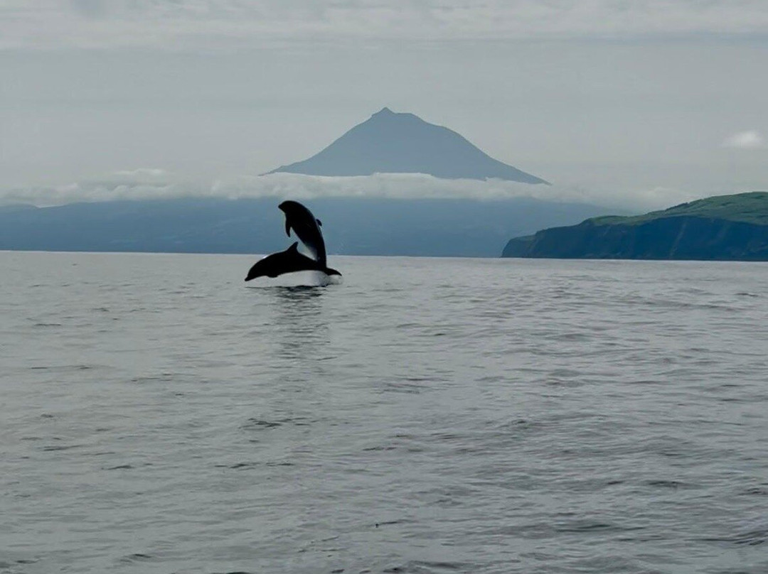 Dive Azores-奥尔塔必去景点