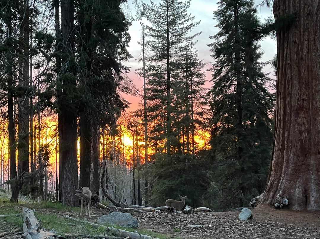 Sequoia Parks Conservancy-Three Rivers必去景点