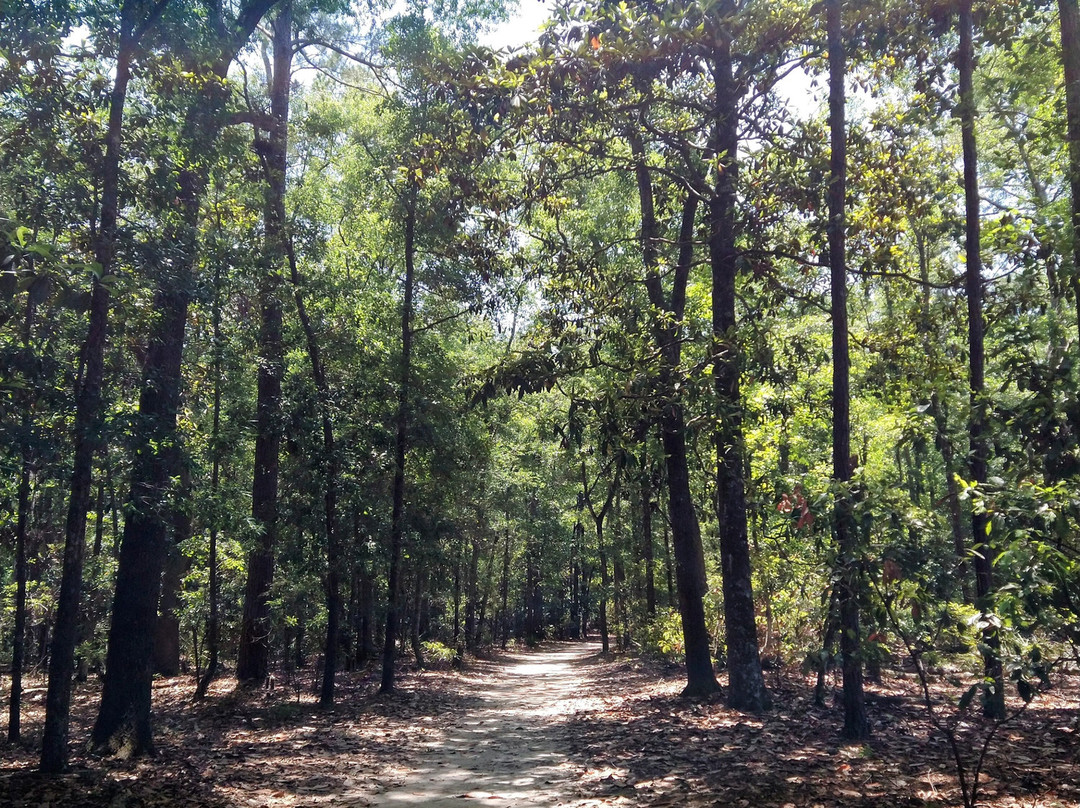 Wormsloe Historic Site景点图片