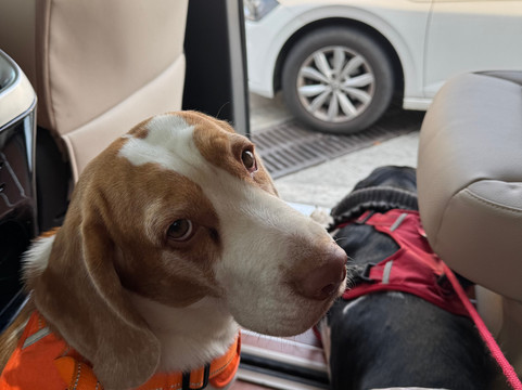 Mr Orange Transfers & Tours-上海市必去景点