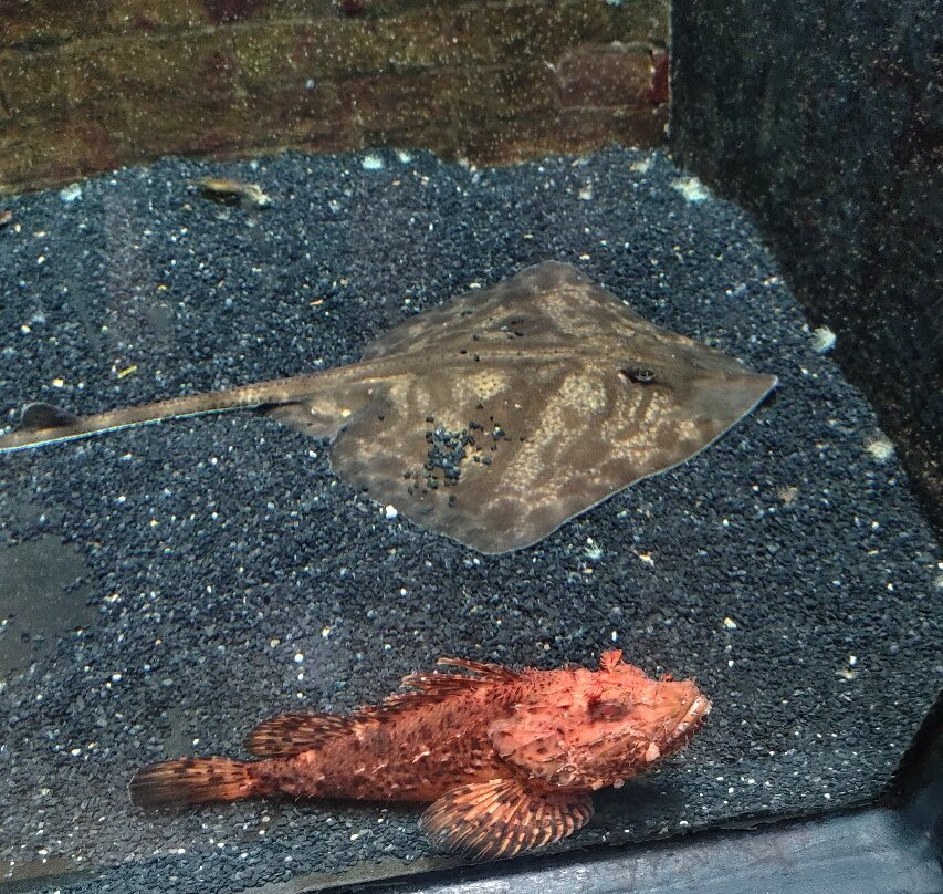 Acquario Di Livorno景点图片