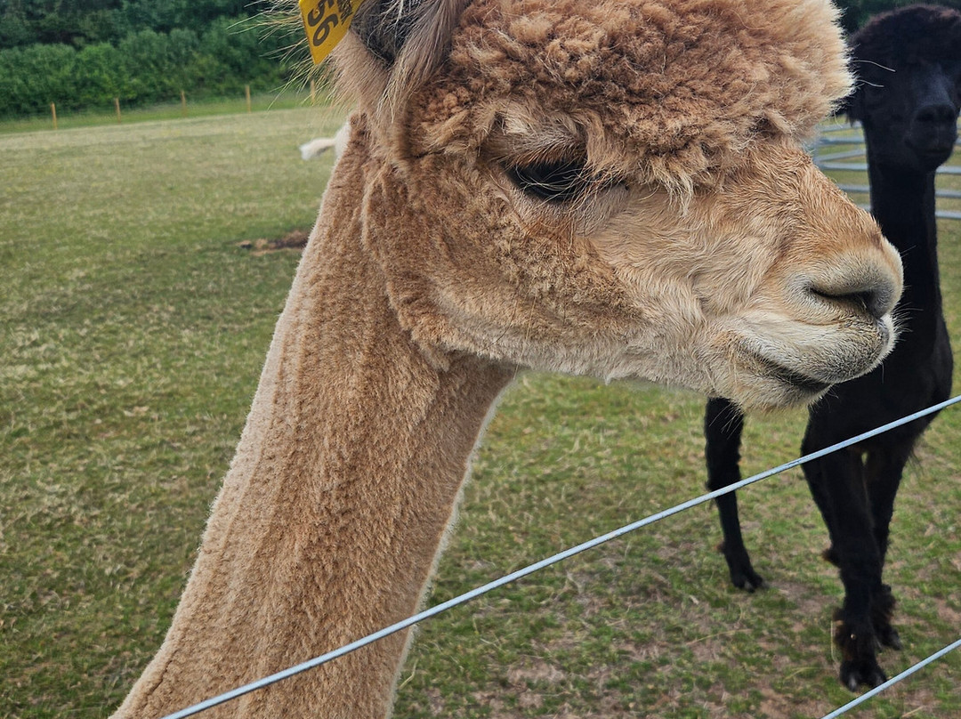 Ambling Alpacas-Meriden必去景点