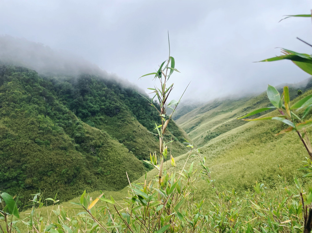 Dzukou Valley景点图片