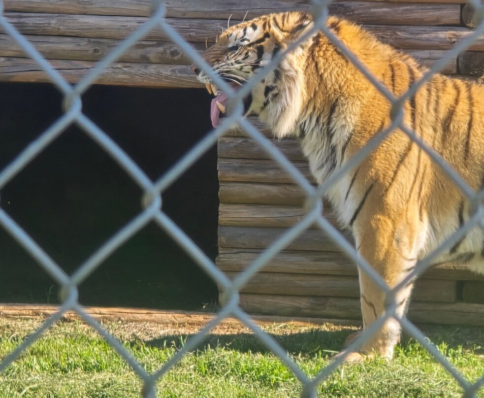 Tiger Safari Zoological Park-Tuttle必去景点
