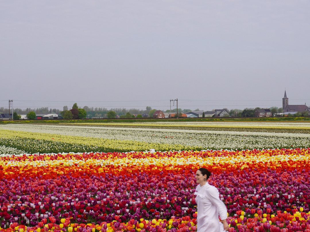The Tulip Barn-Hillegom必去景点