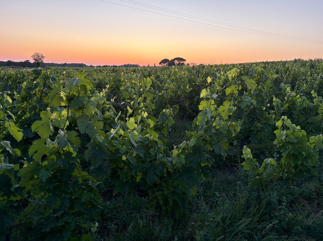 Clos De La Barbanne主图
