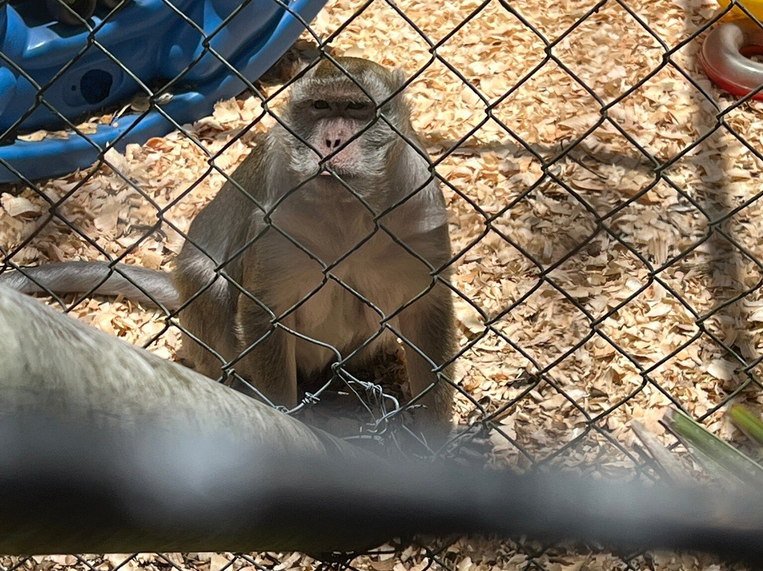Jungle Adventures A Real Florida Animal Park-Christmas必去景点