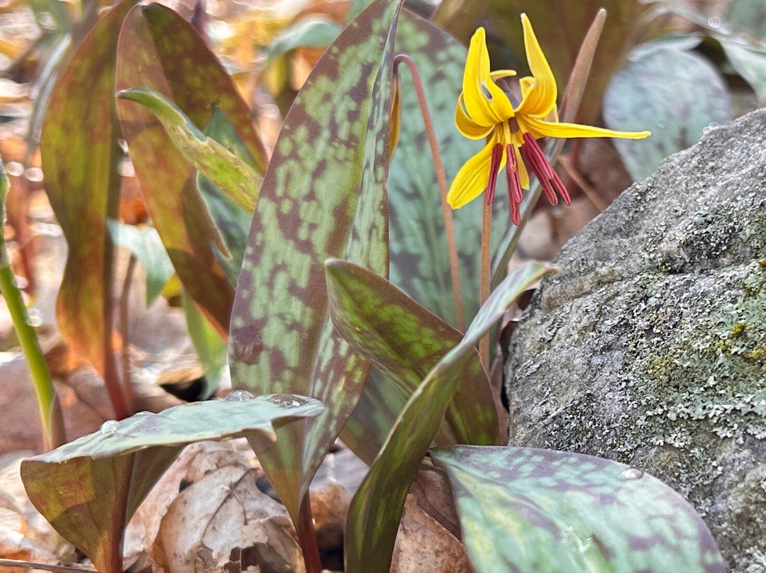 Parc Regional des Iles-de-Saint-Timothee-Salaberry-de-Valleyfield必去景点
