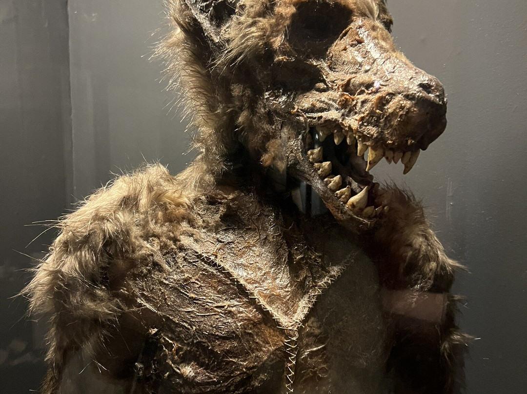Museum Obscurum-Nykobing Falster必去景点