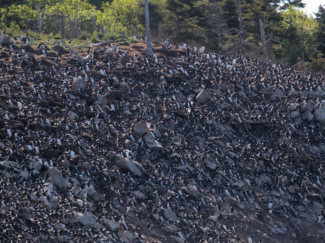 Gatherall's Puffin and Whale Watch-Bay Bulls必去景点