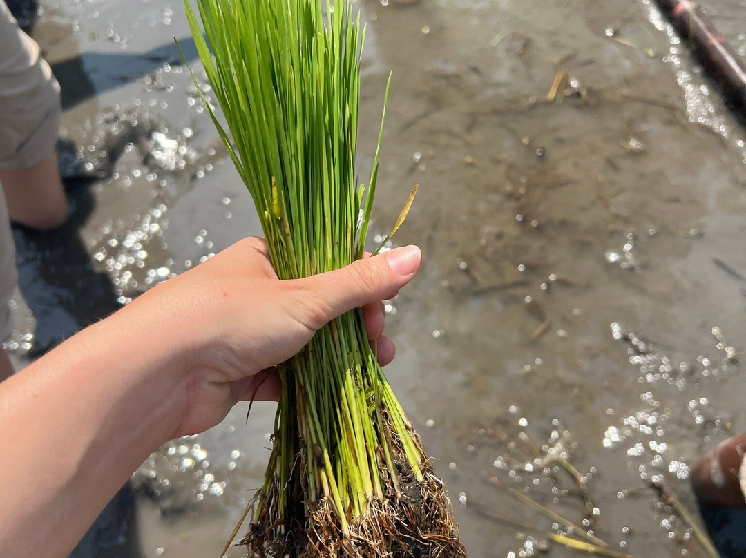 ViaVia Jogja Tour & Travel-Yogyakarta必去景点