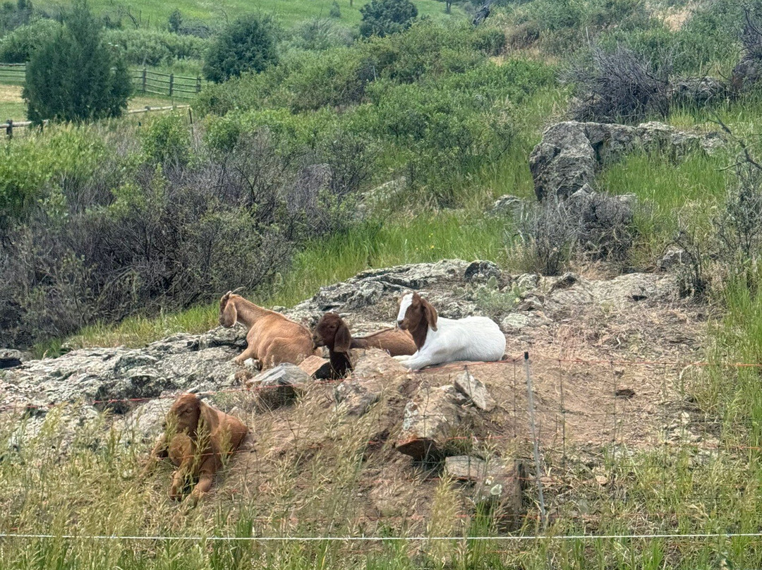 Tattered Saddle Stables At Gordon Creek-科林斯堡必去景点