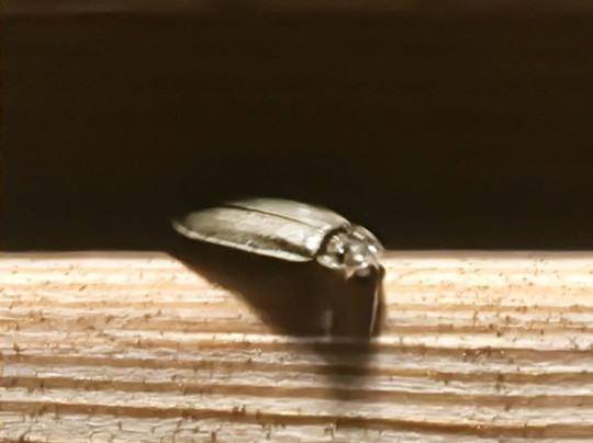 Friedlwirt-Kraftplatz Natur主图