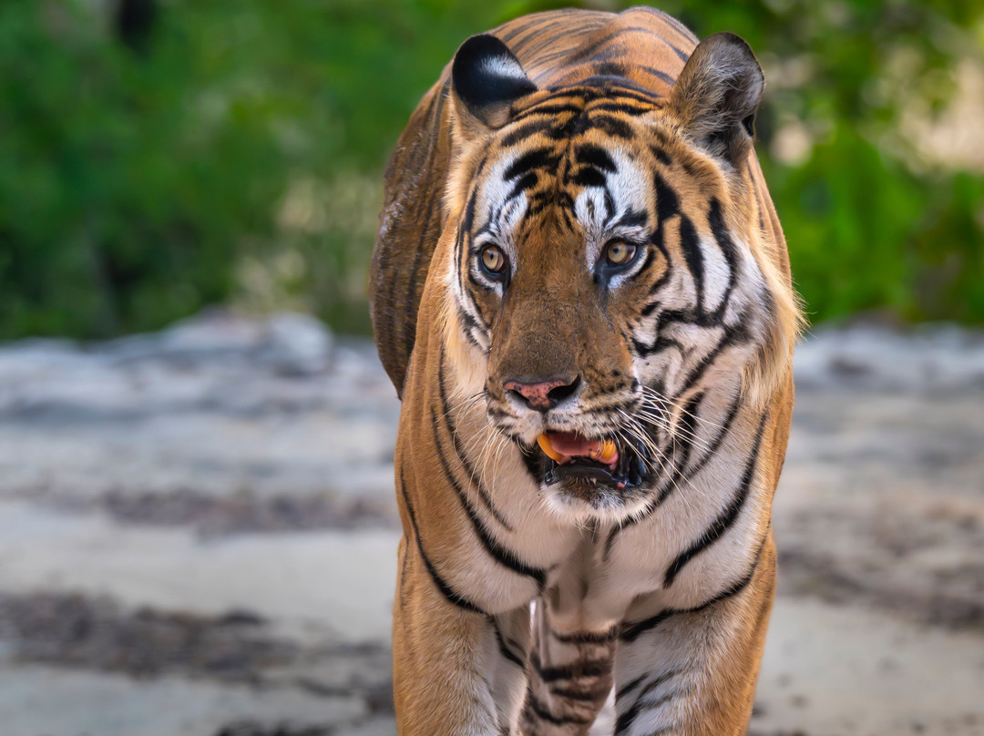 The Tiger Tours-瑟瓦伊马托布尔必去景点