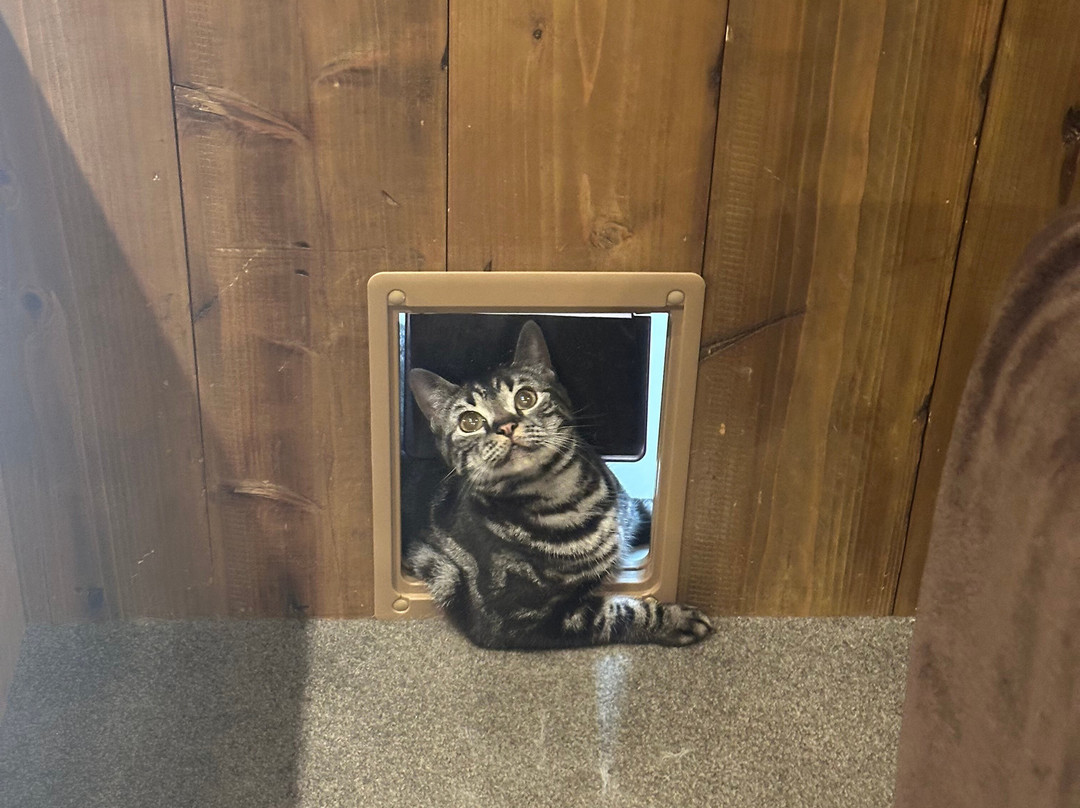 Cat Cafe Mocha Lounge Shibuya Koen-dori Branch-涩谷区必去景点