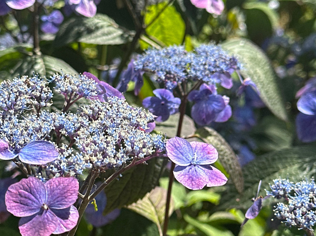 Jardin Shamrock-Varengeville-sur-Mer必去景点