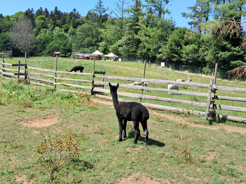 Grandes Cascades Du Mont Dore-蒙多尔必去景点