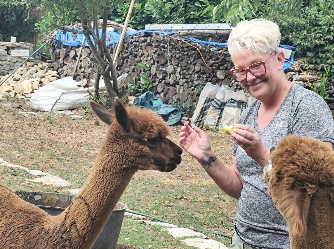 Nana Mac Alpaca Farm-Limalonges必去景点