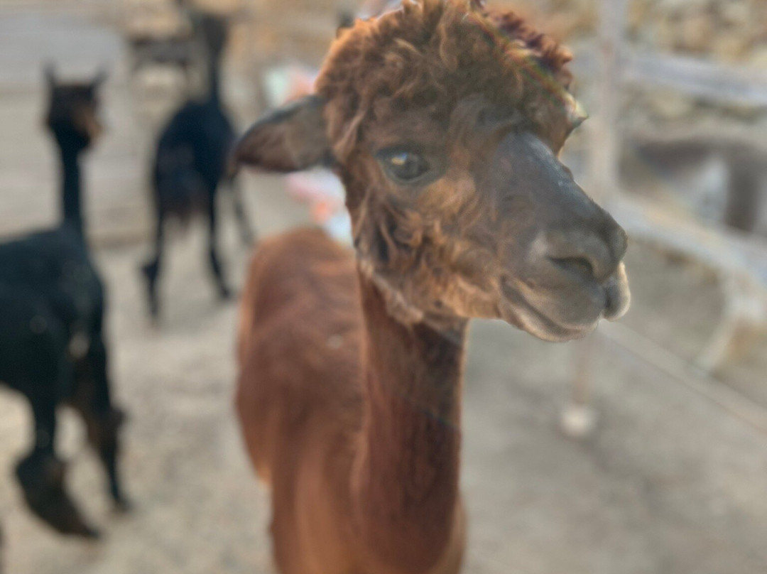 Gozo Alpaca Walks-Xewkija必去景点