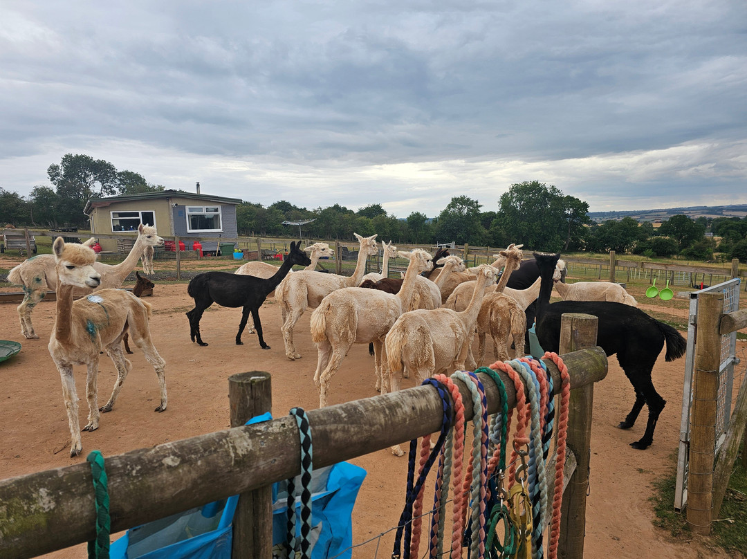 Severn Valley Alpacas