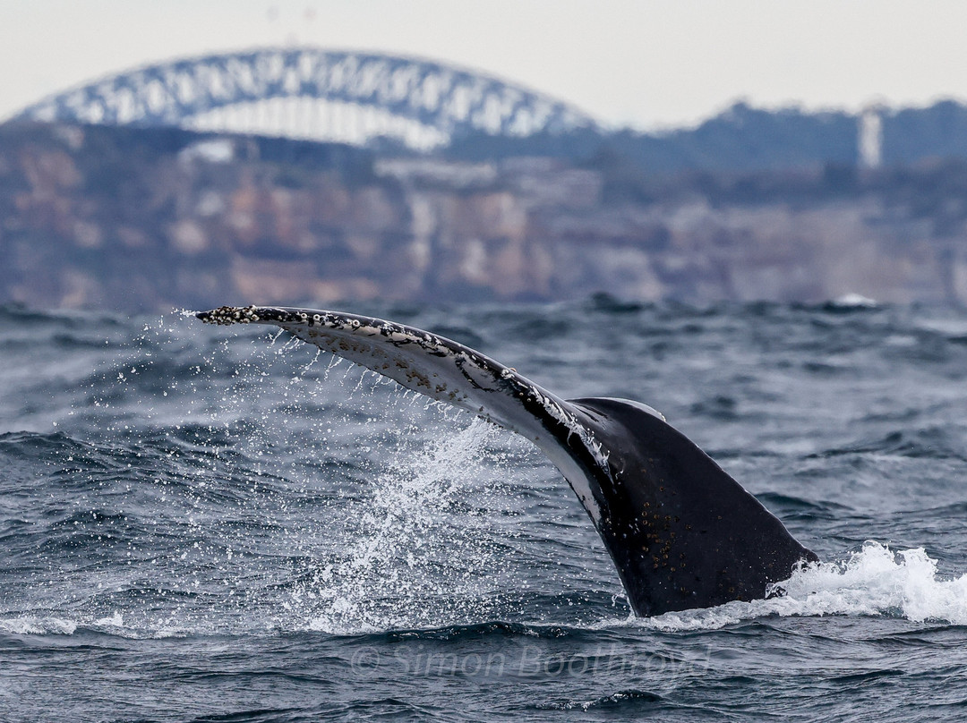 Go Whale Watching Sydney-悉尼必去景点