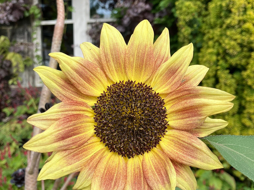 York Gate Garden-利兹必去景点