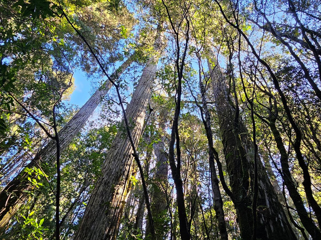 Monumento Natural Lahuen Nadi-蒙特港必去景点