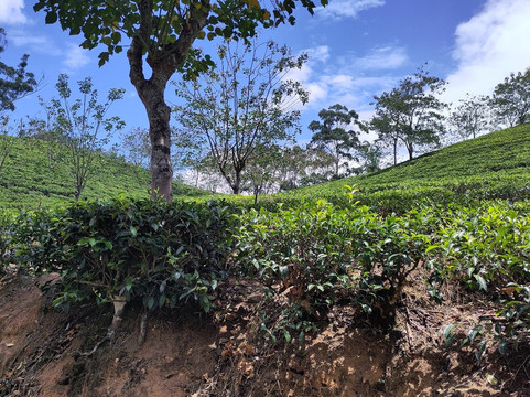 Manu Yala Safari Tour-蒂瑟默哈拉默必去景点