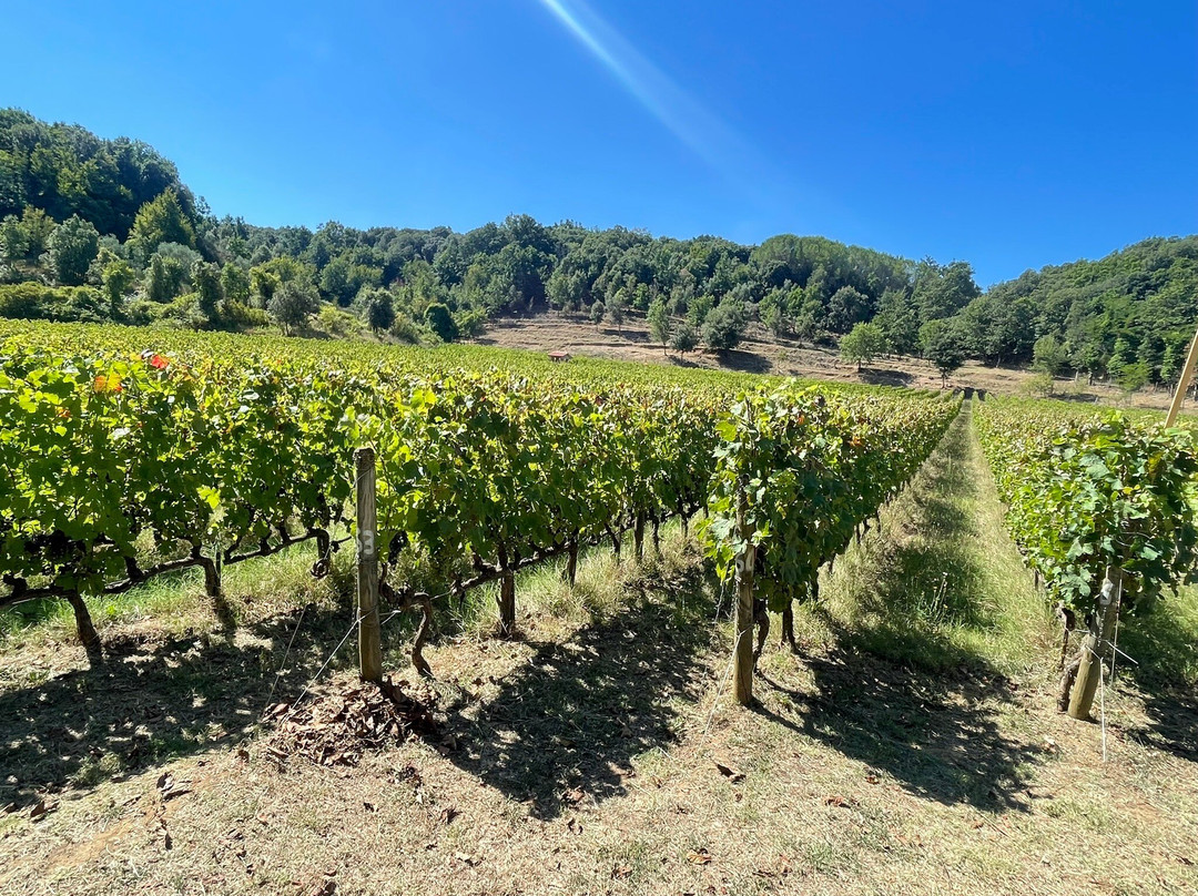 Tenuta La Macchia-Montescudaio必去景点