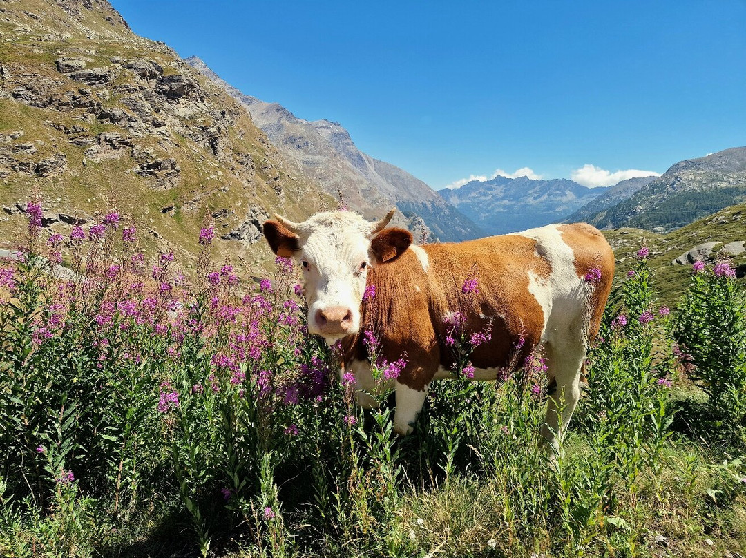 Colle del Nivolet-Ceresole Reale必去景点