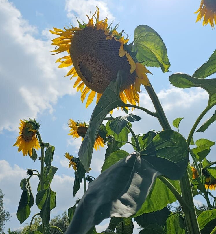 Hall Place & Gardens-Bexley必去景点