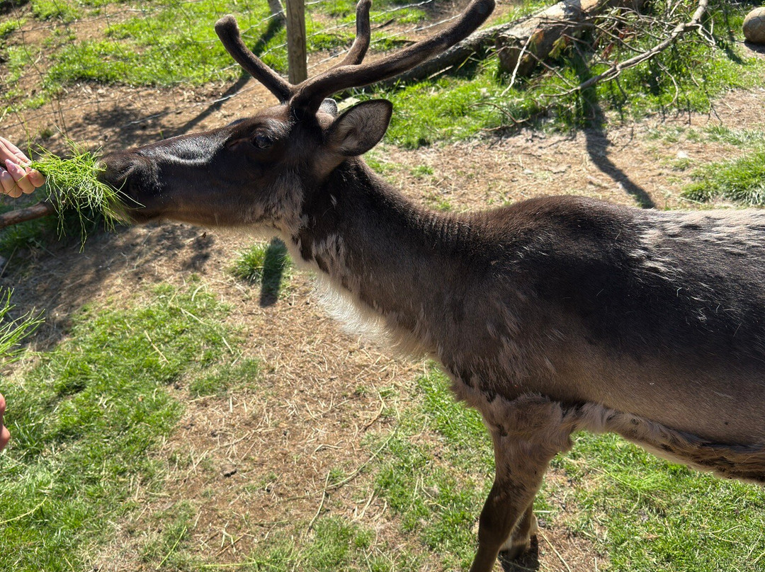Reindeer Park / Hreindýragarðurinn-Fellabaer必去景点