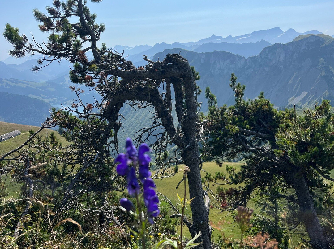 Train à crémaillère Montreux - Rochers-de-Naye-蒙特勒必去景点