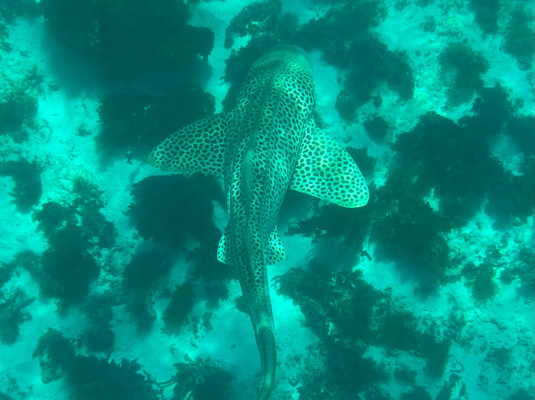 Ningaloo Reef Dive-珊瑚湾必去景点