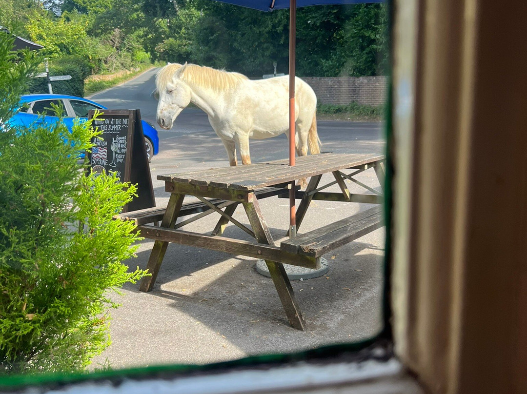 The New Forest Inn主图