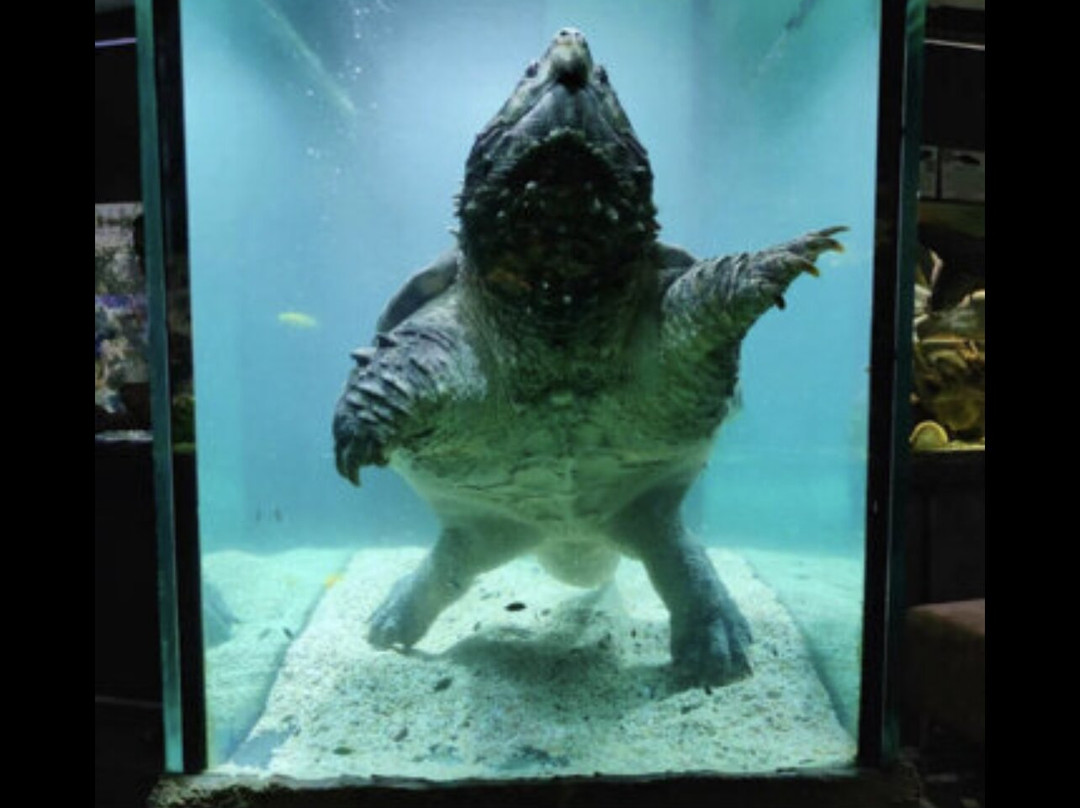 Alushta Aquarium-阿卢什塔必去景点